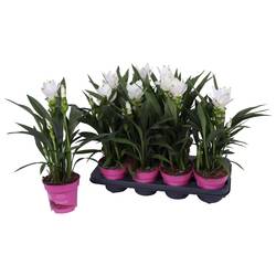 Curcuma weiss T14 H060