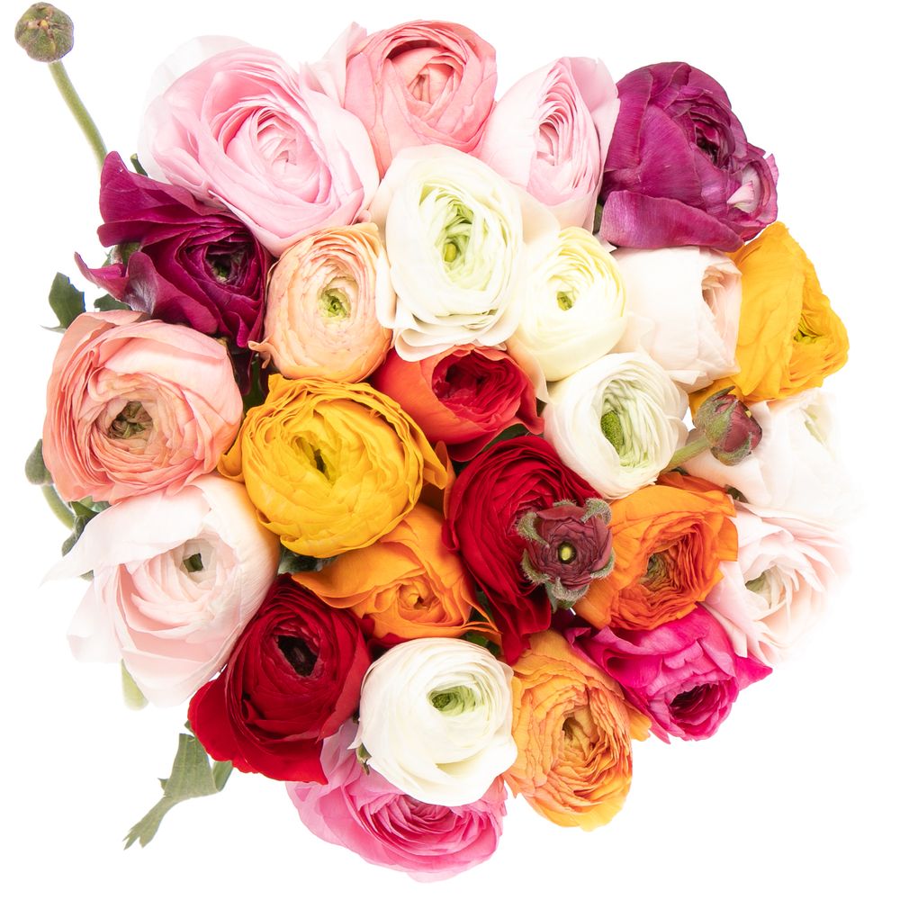 Ranunkel mix Cloni Ex La Marca 45cm