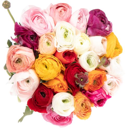 Ranunkel mix Cloni Ex La Marca 45cm