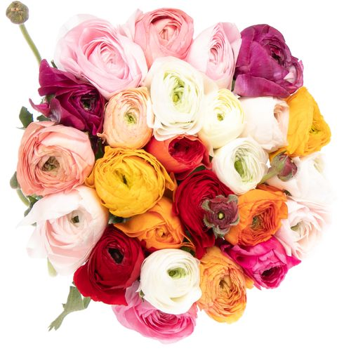 Ranunkel mix Cloni Ex La Marca 45cm
