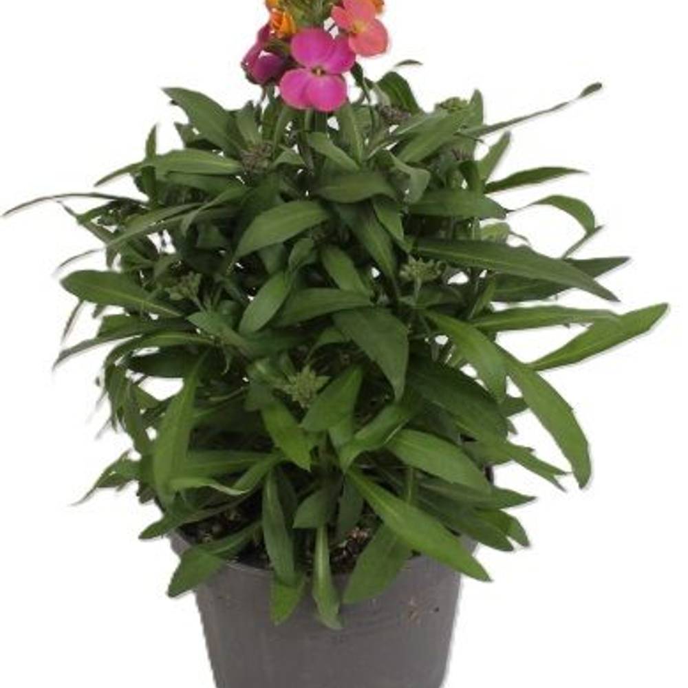 Erysimum Purple Glow T13 H025