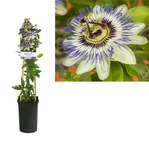 Passiflora Caerulea T17 H075