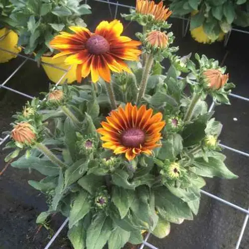 Rudbeckia Ful Smiley T21 H35