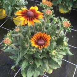 Rudbeckia Ful Smiley T21 H35