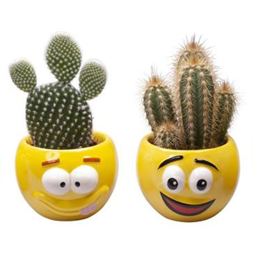 Kaktus mix I670 Smiley's T06