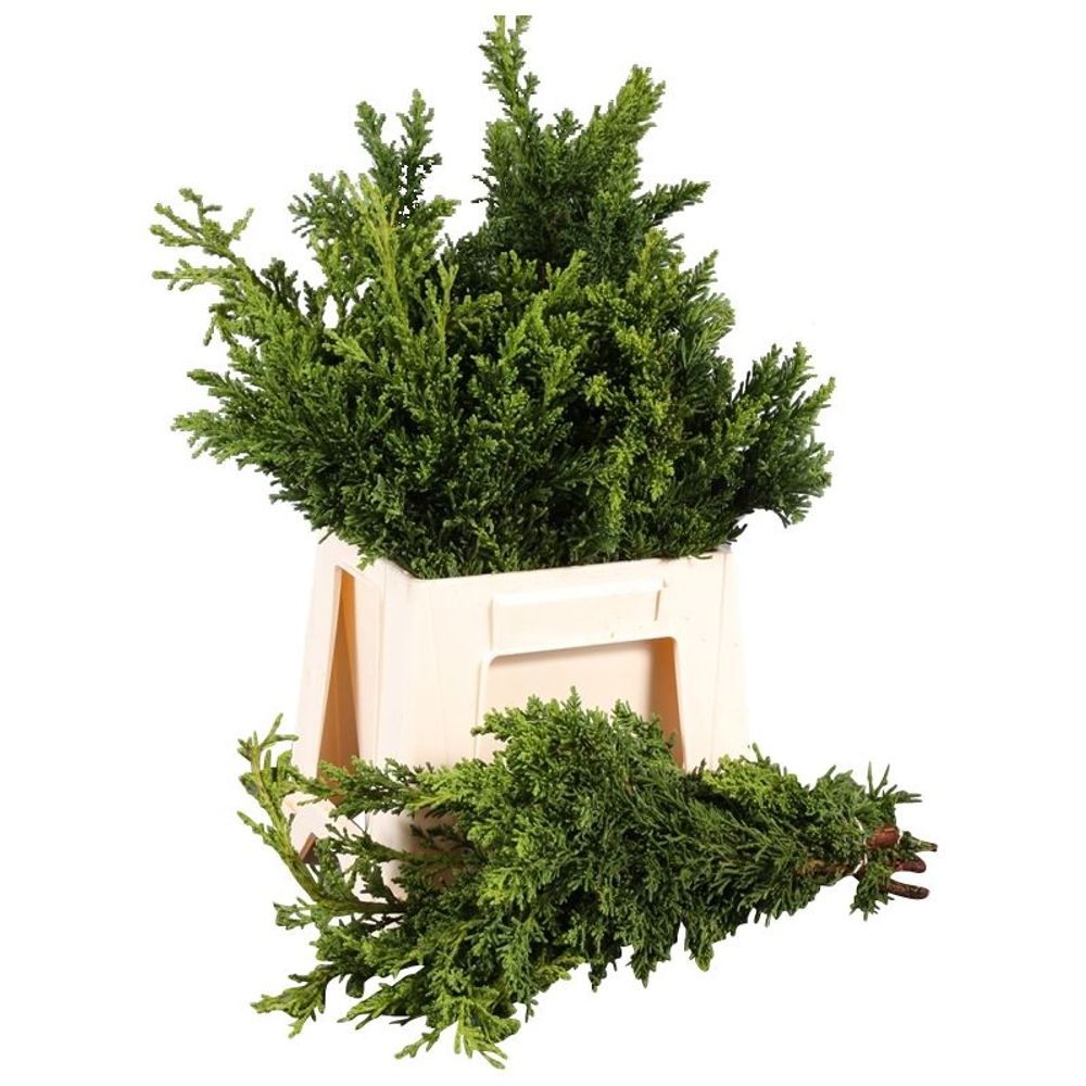 Konifere grün Obt Draht 40cm 400 gramm bund