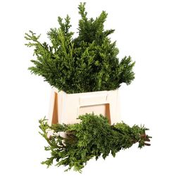 Konifere grün Obt Draht 40cm 400 gramm bund