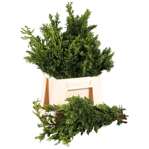 Konifere grün Obt Draht 40cm 400 gramm bund