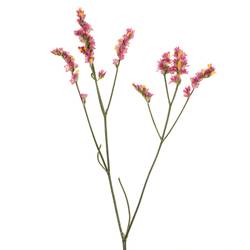 Limonium cerise Vivid Diamond 70cm