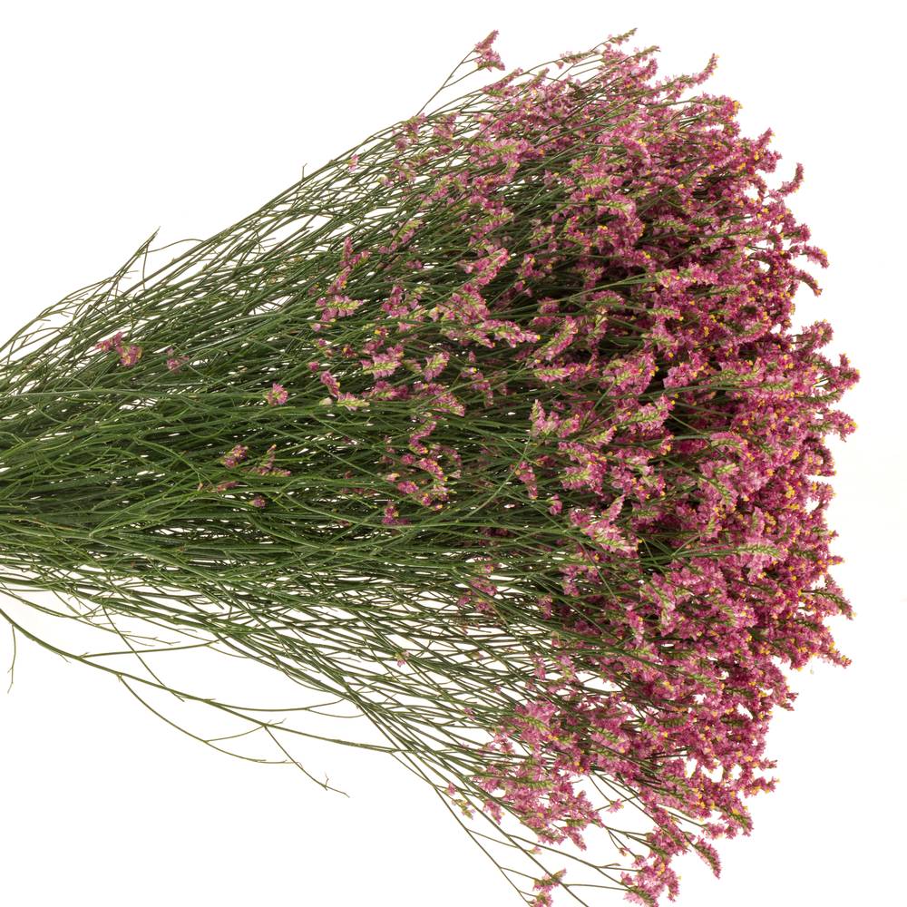 Limonium cerise Vivid Diamond 70cm