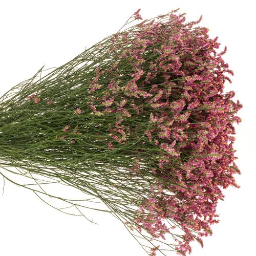 Limonium cerise Vivid Diamond 70cm
