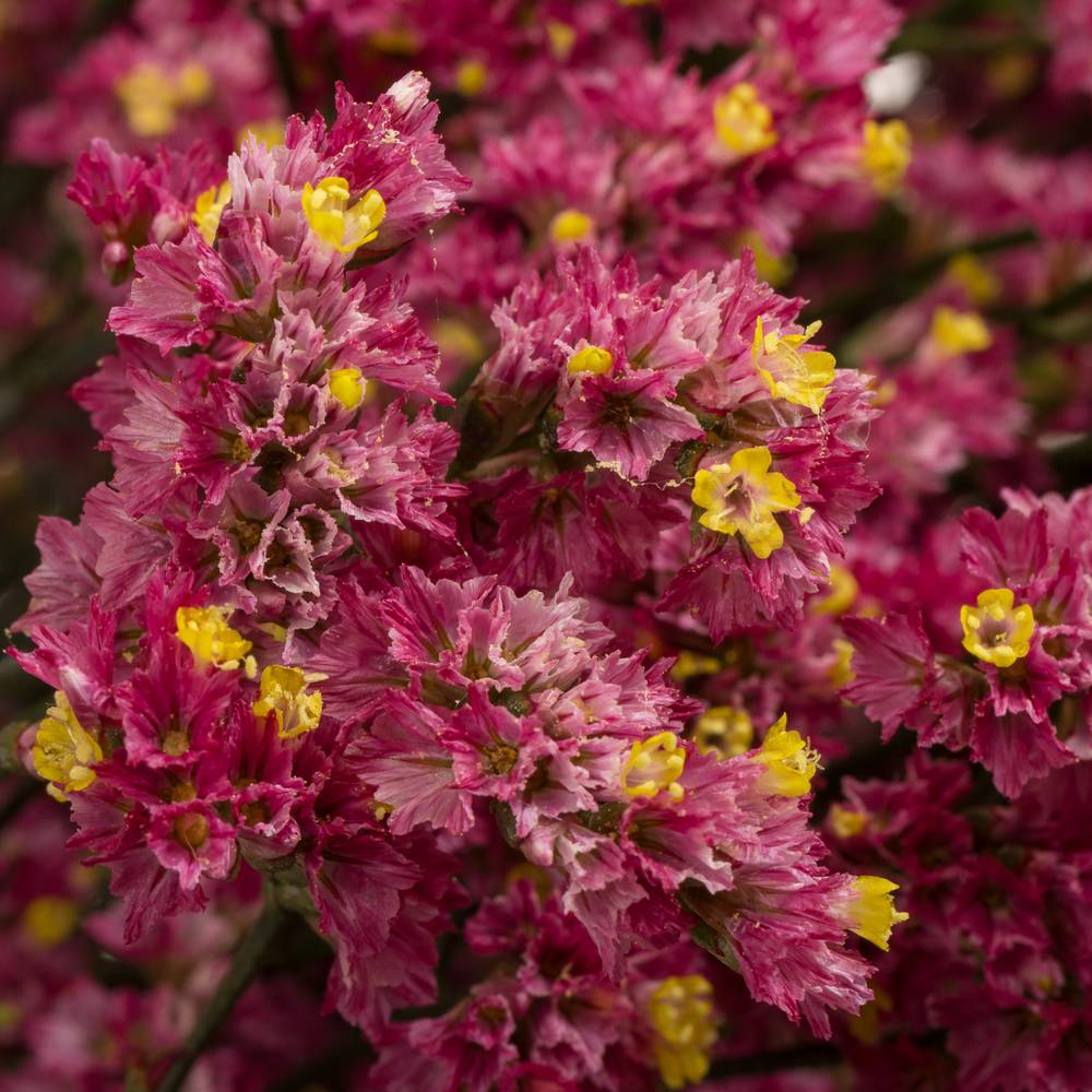 Limonium cerise Vivid Diamond 70cm