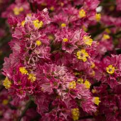Limonium cerise Vivid Diamond 70cm