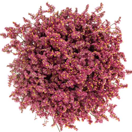 Limonium cerise Vivid Diamond 70cm