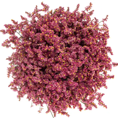 Limonium cerise Vivid Diamond 70cm