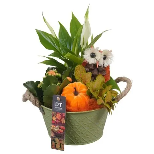Spath.Arr PTHI5384 Herbst T18 H029