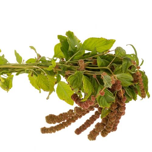 Amaranthus hang rot Coral Fountain 75cm