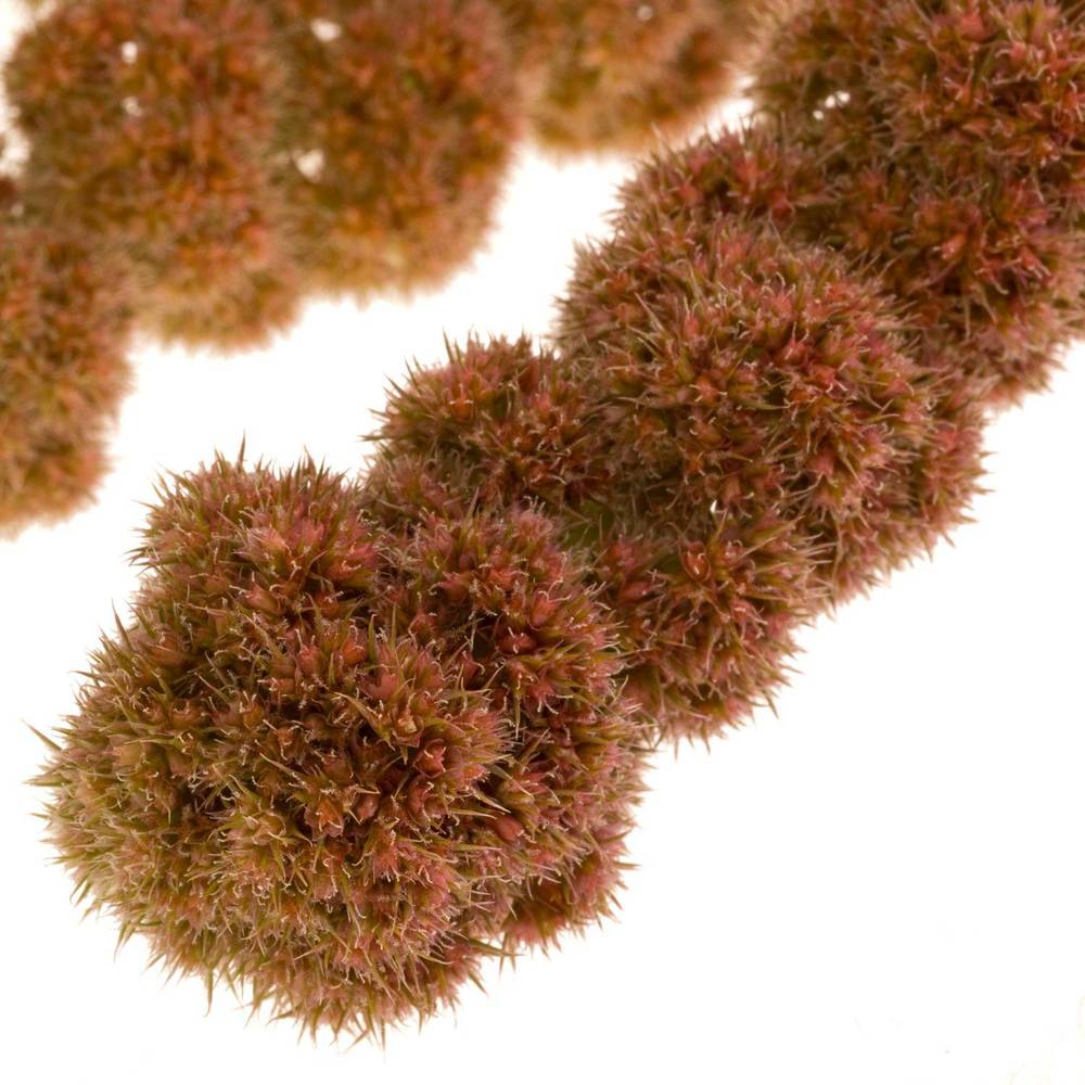 Amaranthus hang rot Coral Fountain 75cm