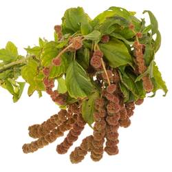 Amaranthus hang rot Coral Fountain 75cm