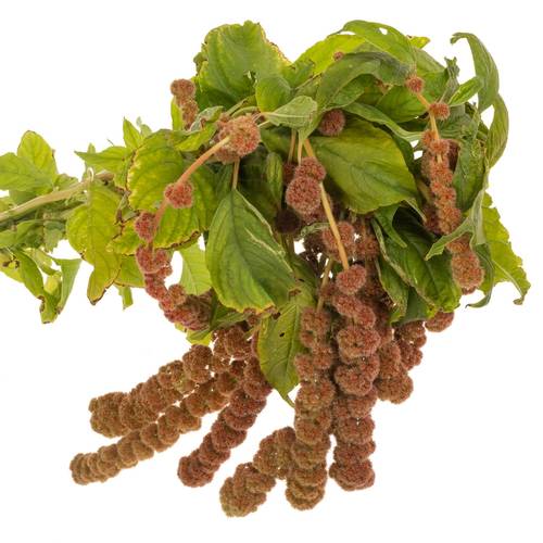 Amaranthus hang rot Coral Fountain 75cm