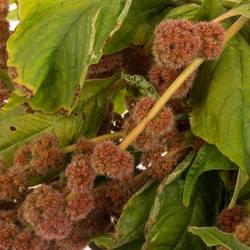 Amaranthus hang rot Coral Fountain 75cm