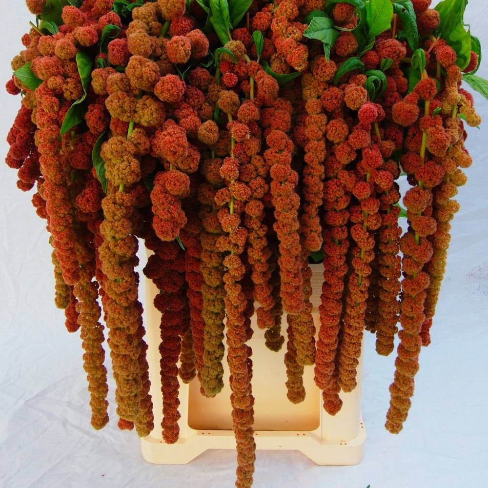 Amaranthus hang rot Coral Fountain 75cm