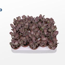 Kal.Marmorata Leopard T05,5 H12
