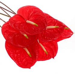 Anthurium rot Eterno Blüte 7cm
