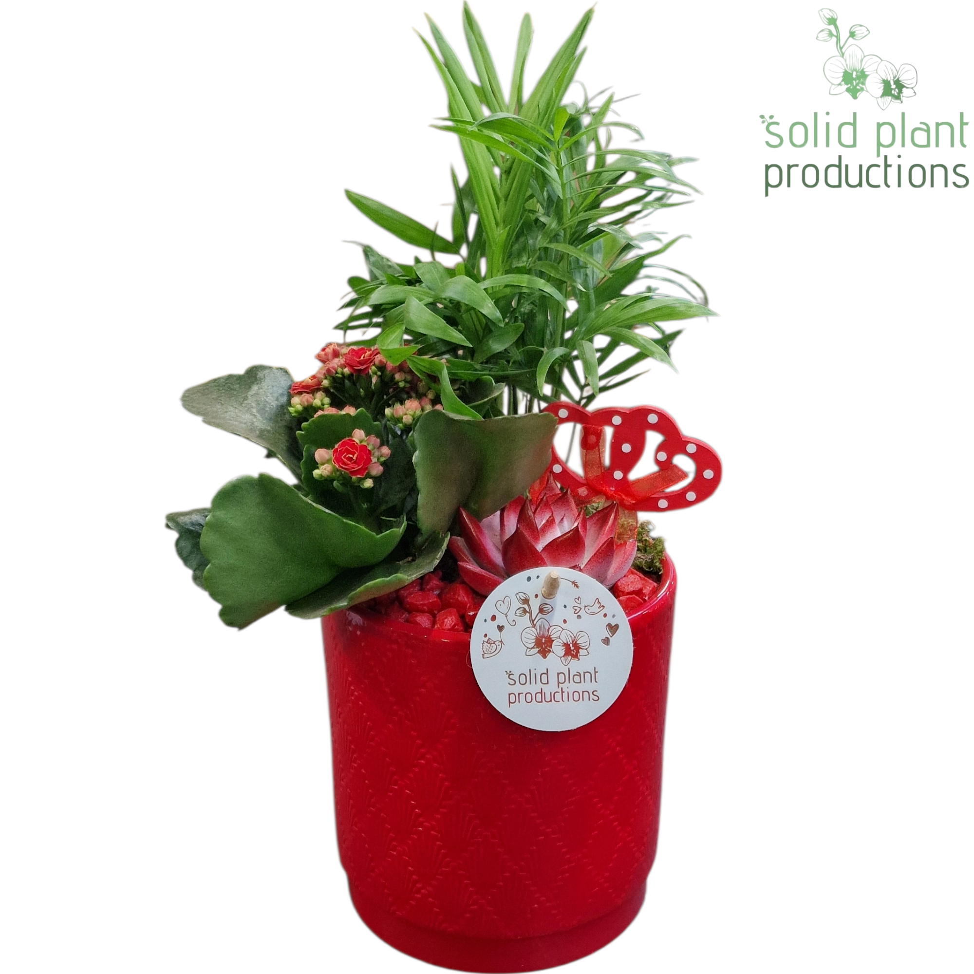 Chamaed.Arr CE001 Amy rot T13 H035