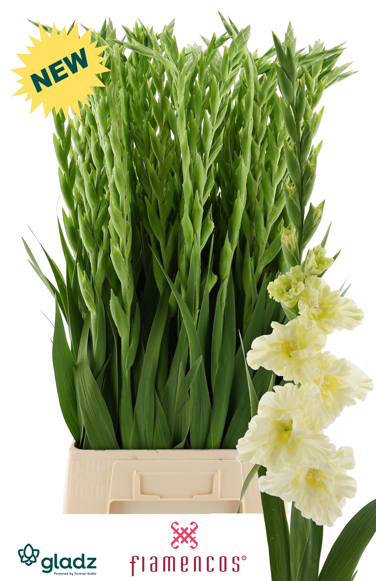 Gladiole creme Sweet Crystal Flamencos 100cm
