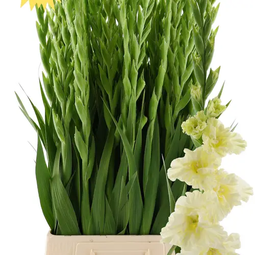 Gladiole creme Sweet Crystal Flamencos 100cm
