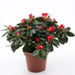 Azalee rot T12 H025