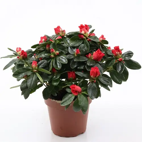 Azalee rot T12 H025