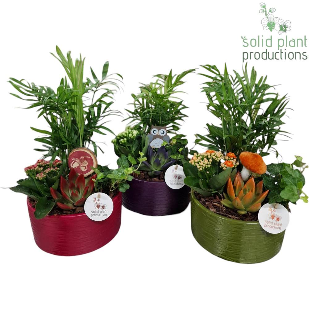 Chamaed.Arr Loes Herbst mix T19 H038