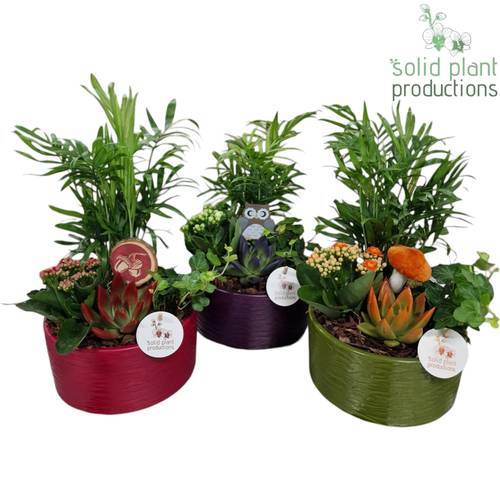 Chamaed.Arr Loes Herbst mix T19 H038
