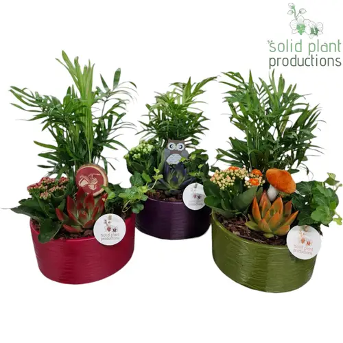 Chamaed.Arr Loes Herbst mix T19 H038