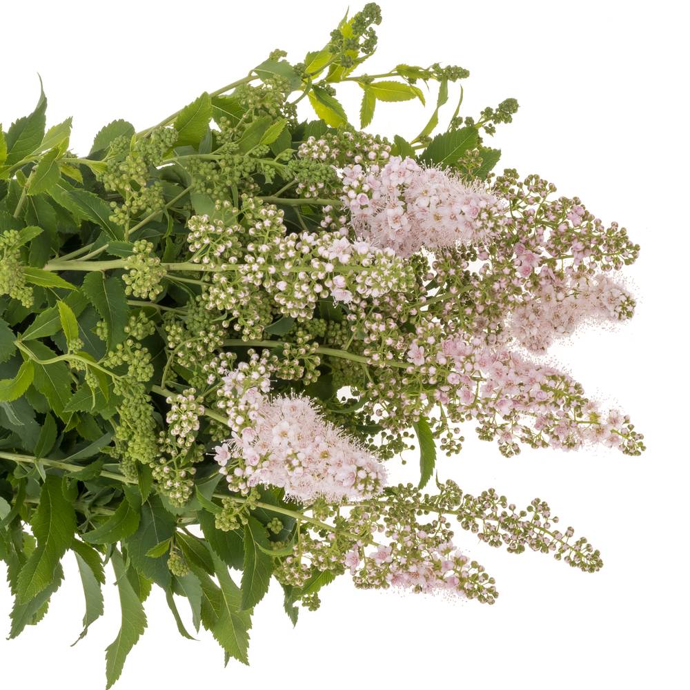 Spirea hell rosa Pink Innocent 50cm