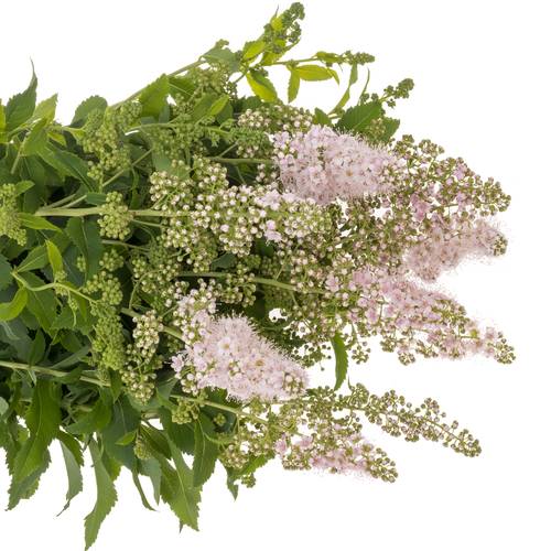 Spirea hell rosa Pink Innocent 50cm