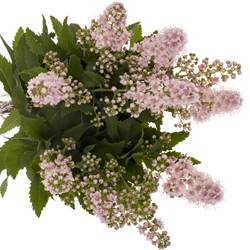 Spirea hell rosa Pink Innocent 50cm