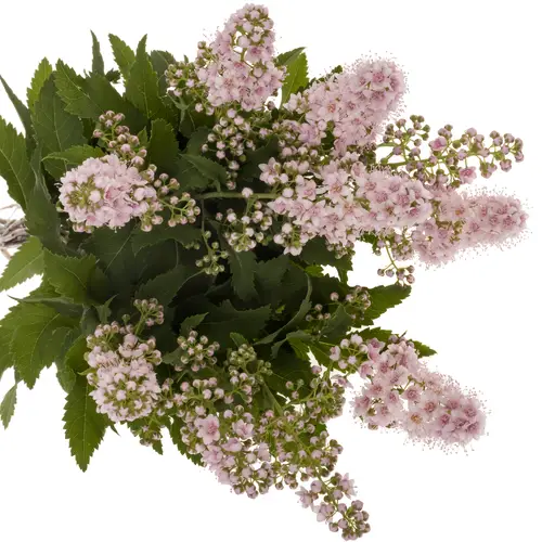 Spirea hell rosa Pink Innocent 50cm