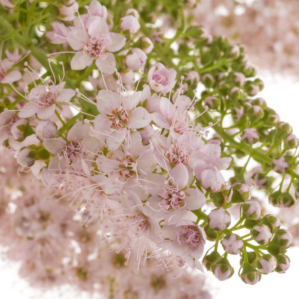 Spirea hell rosa Pink Innocent 50cm