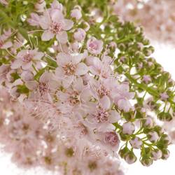 Spirea hell rosa Pink Innocent 50cm