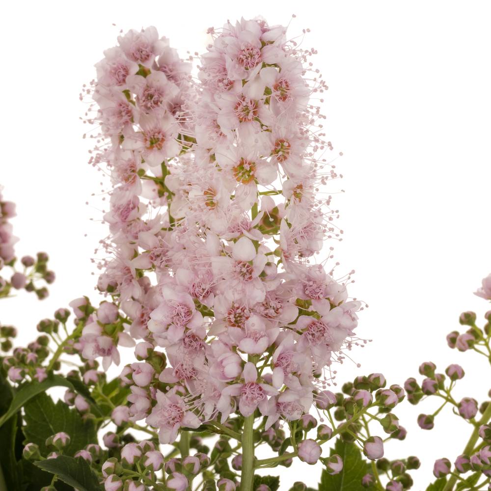 Spirea hell rosa Pink Innocent 50cm
