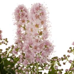 Spirea hell rosa Pink Innocent 50cm