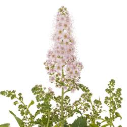 Spirea hell rosa Pink Innocent 50cm