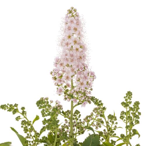 Spirea hell rosa Pink Innocent 50cm