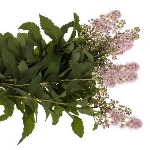 Spirea hell rosa Pink Innocent 50cm