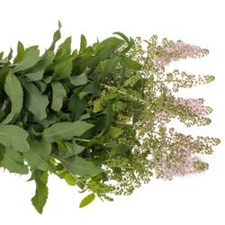 Spirea hell rosa Pink Innocent 50cm