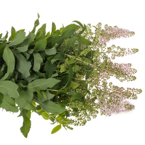 Spirea hell rosa Pink Innocent 50cm