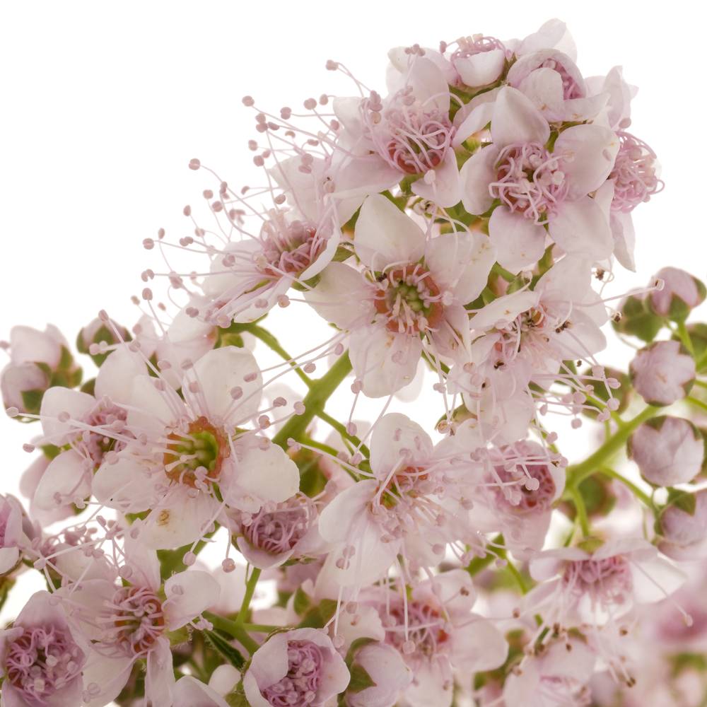 Spirea hell rosa Pink Innocent 50cm
